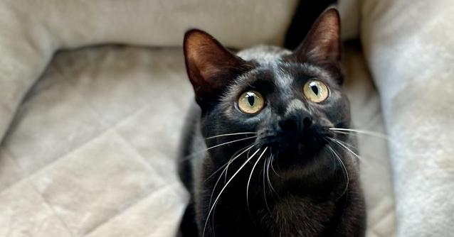 Enlarge Minnow, a Adoptable Domestic Short Hair in Saint Augustine, FL image 4/6