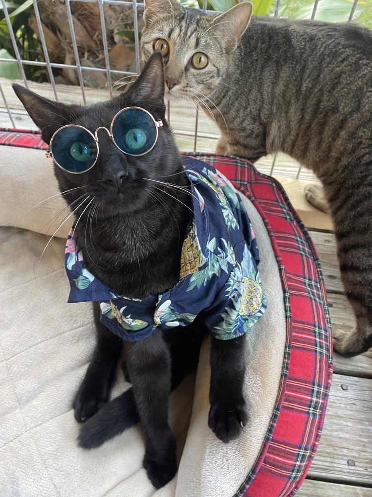 Enlarge Minnow, a Adoptable Domestic Short Hair in Saint Augustine, FL image 5/6