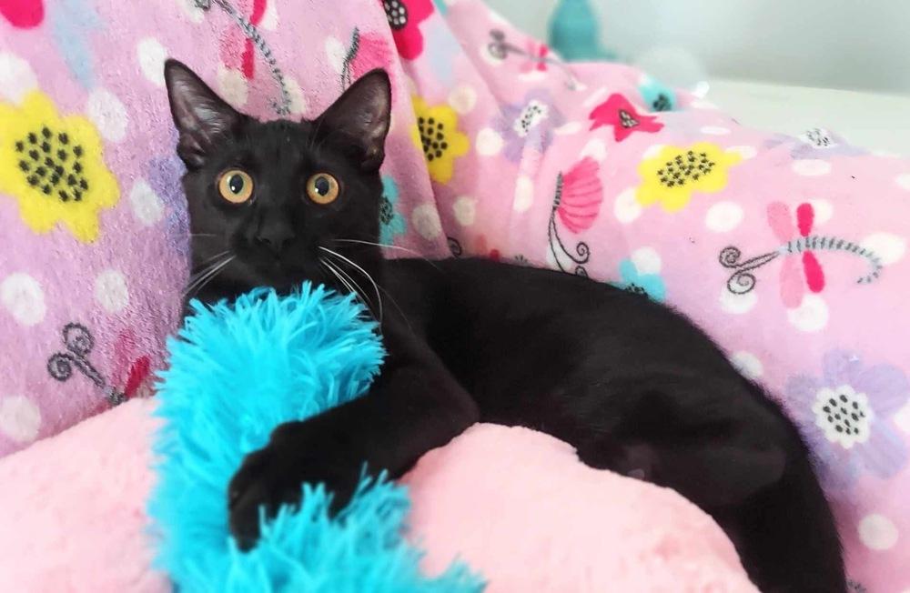 Enlarge Minnow, a Adoptable Domestic Short Hair in Saint Augustine, FL image 6/6