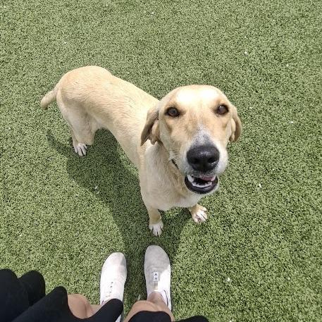 Eden, a Adoptable Yellow Labrador Retriever in Hannibal, MO image 1/5