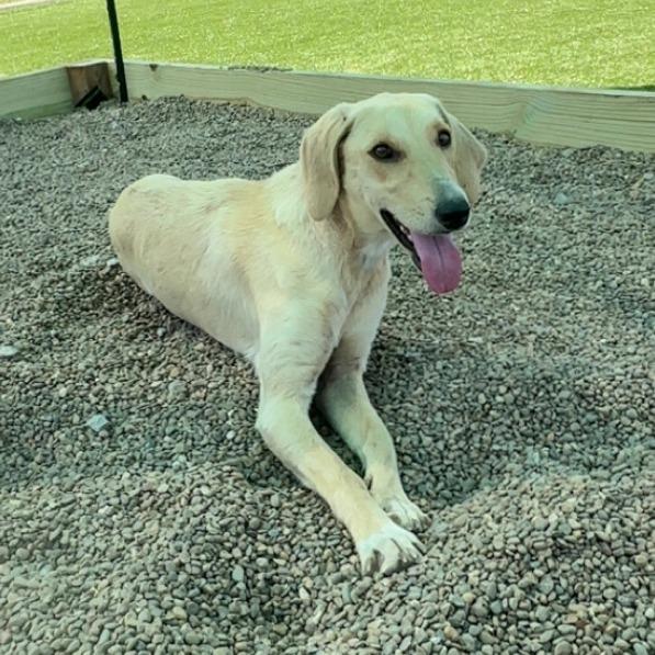 Eden, a Adoptable Yellow Labrador Retriever in Hannibal, MO image 2/5