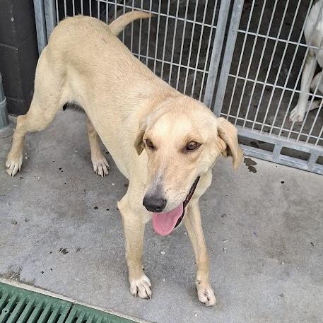 Eden, a Adoptable Yellow Labrador Retriever in Hannibal, MO image 3/5