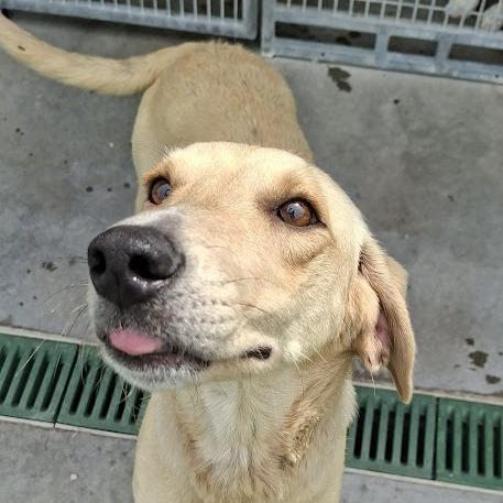 Eden, a Adoptable Yellow Labrador Retriever in Hannibal, MO image 4/5