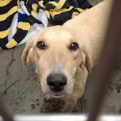 Eden, a Adoptable Yellow Labrador Retriever in Hannibal, MO image 5/5