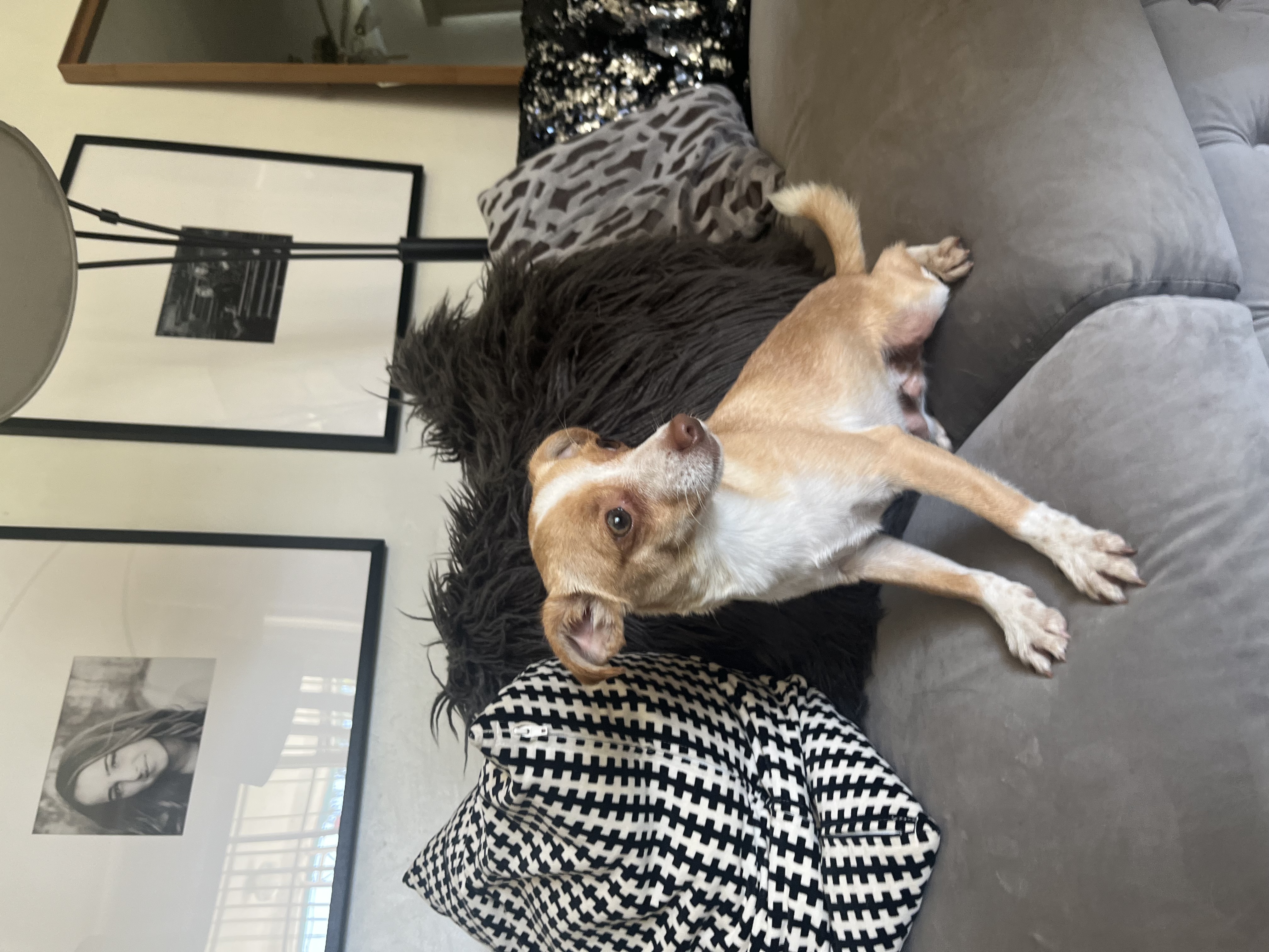 Enlarge Max Adoption Pending, a Adoptable Chihuahua in Bakersfield, CA image 1/4