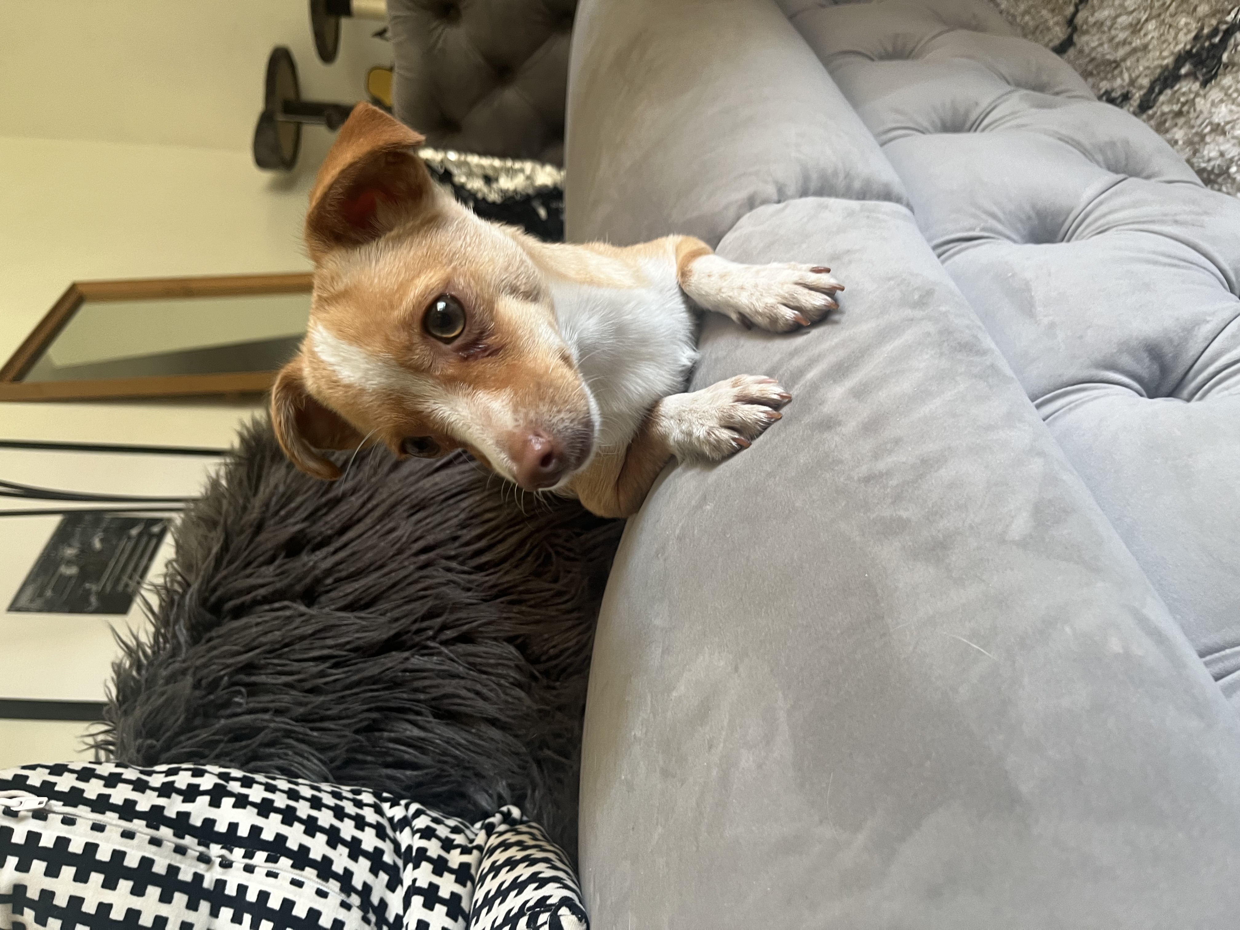 Enlarge Max Adoption Pending, a Adoptable Chihuahua in Bakersfield, CA image 2/4