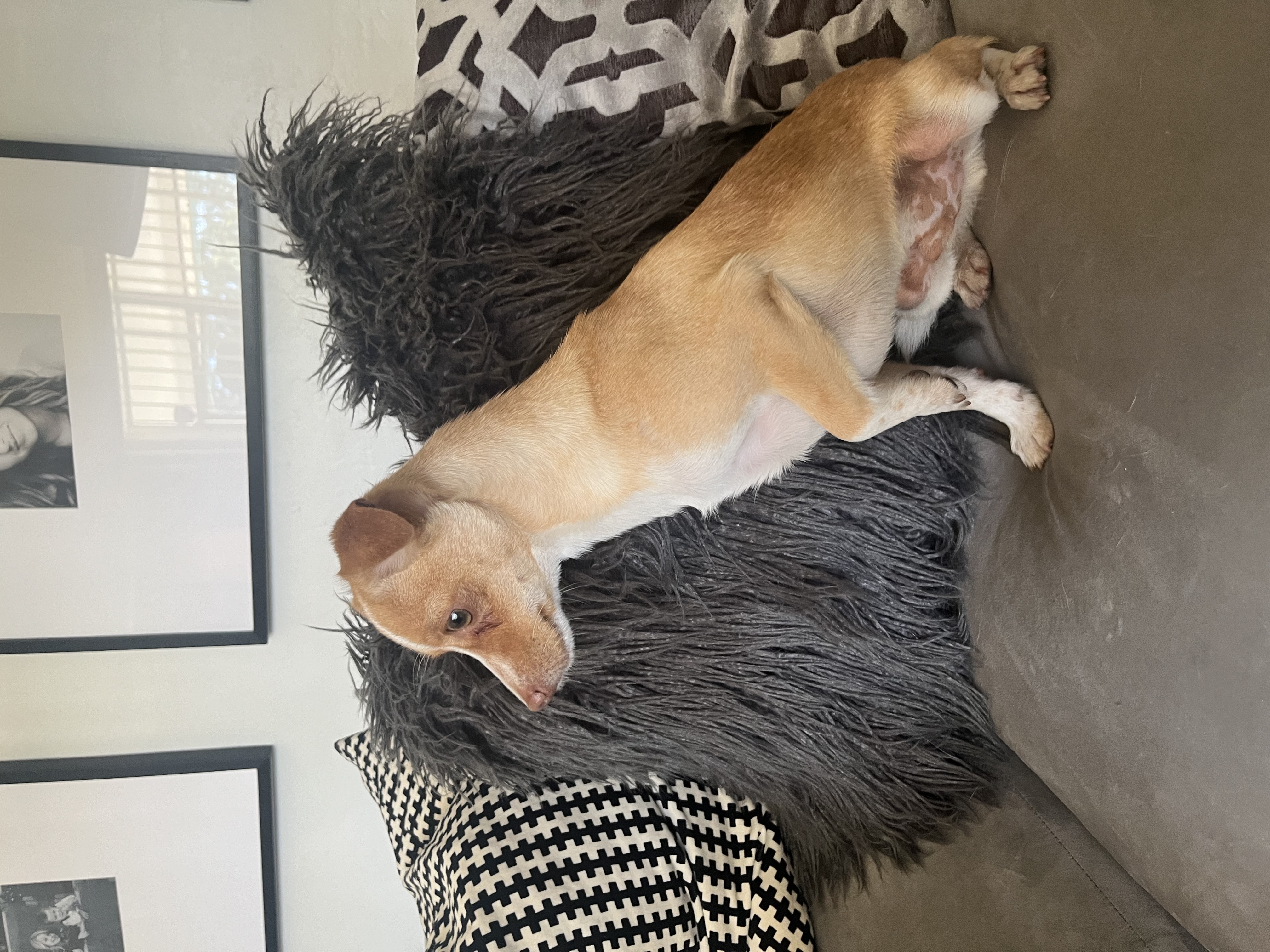 Enlarge Max Adoption Pending, a Adoptable Chihuahua in Bakersfield, CA image 3/4