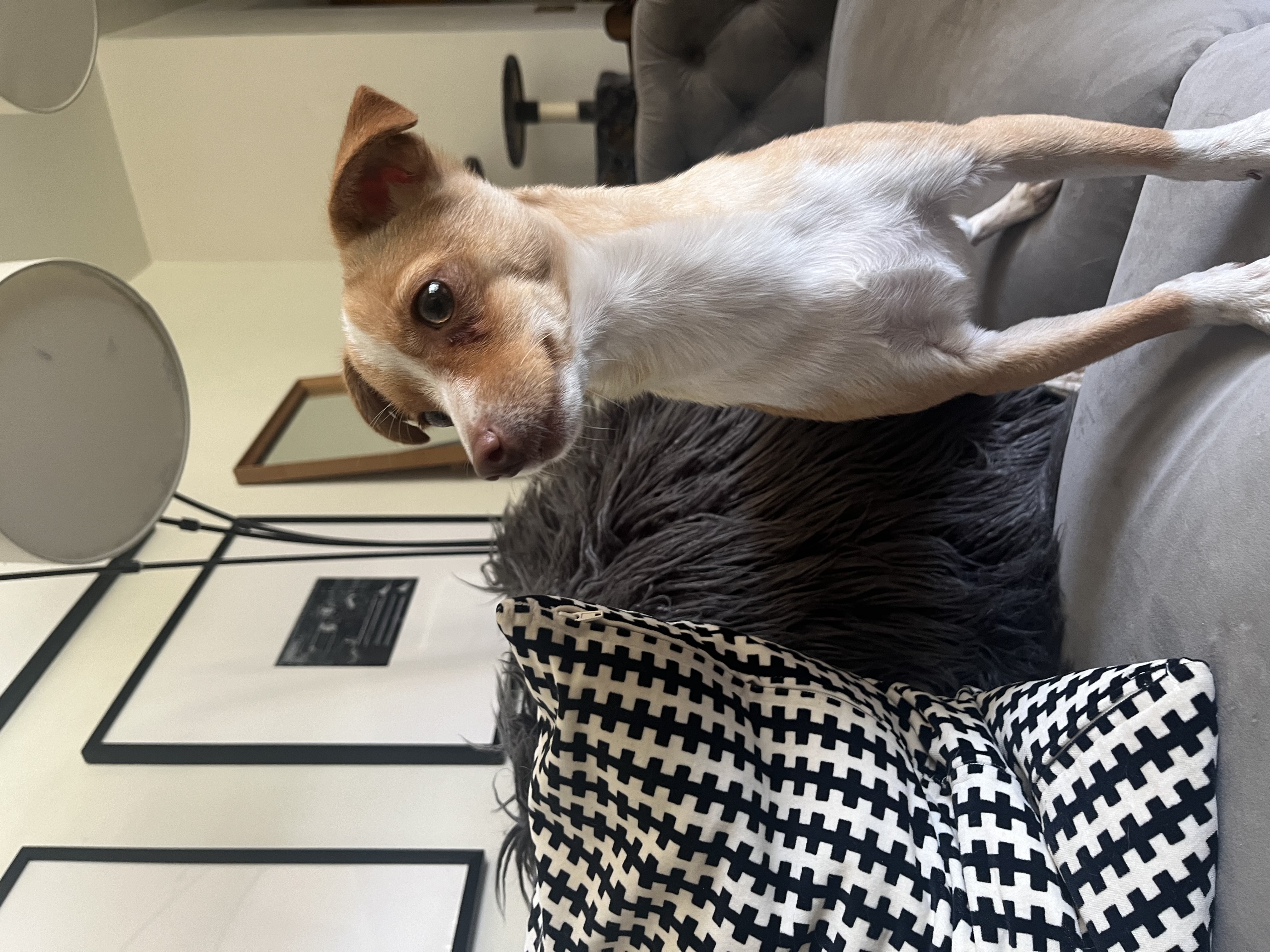 Enlarge Max Adoption Pending, a Adoptable Chihuahua in Bakersfield, CA image 4/4