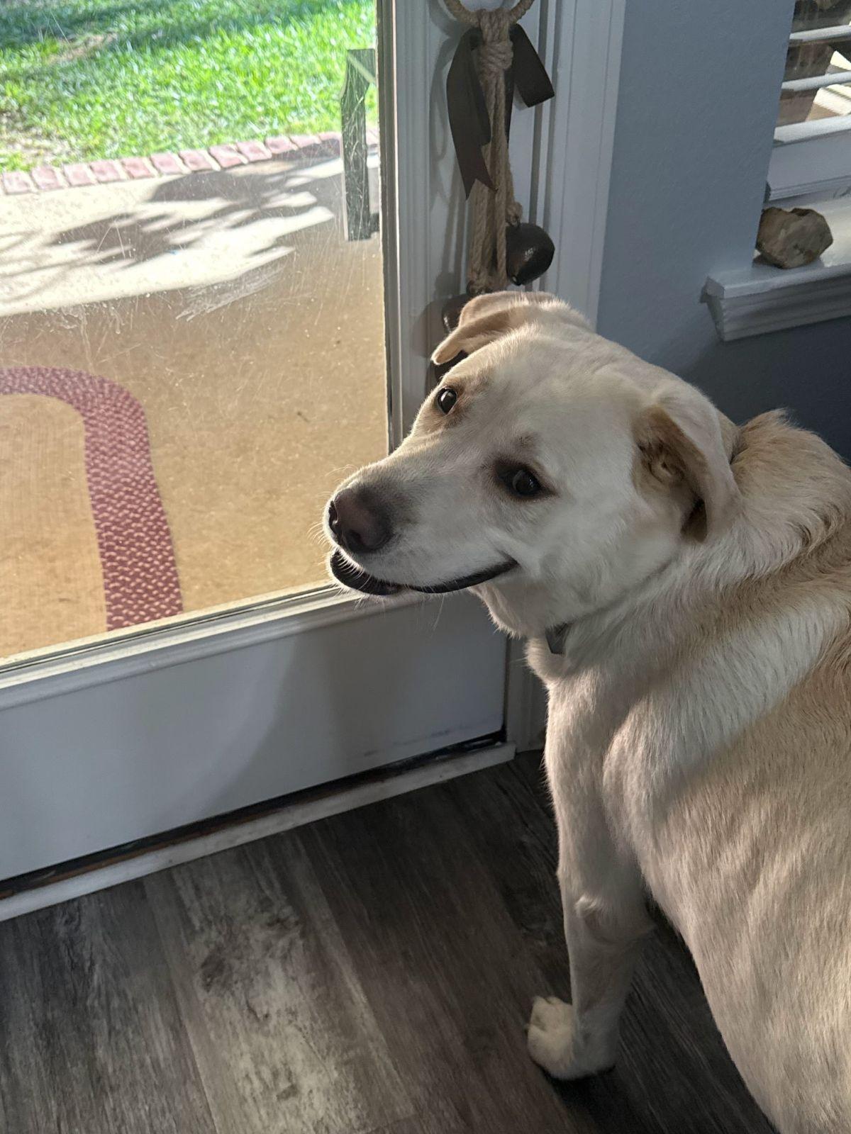 Joy (Riley at adoption), Adopted, Puppy Female Great Pyrenees.