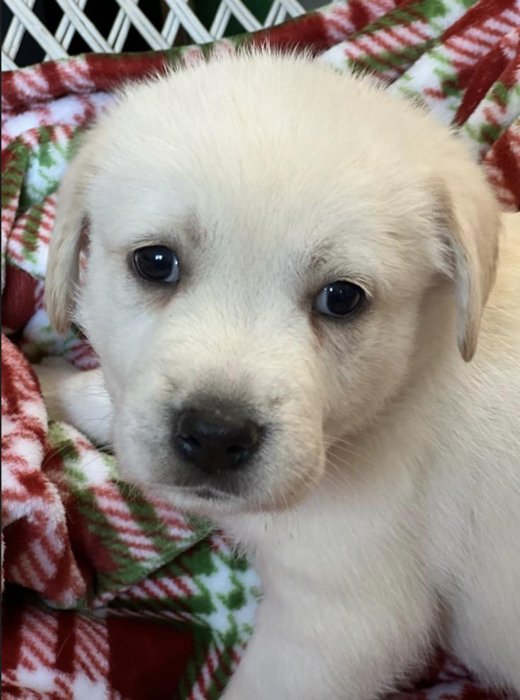 Enlarge Joy (Riley at adoption), a Adopted Great Pyrenees in Houston, TX image 2/3