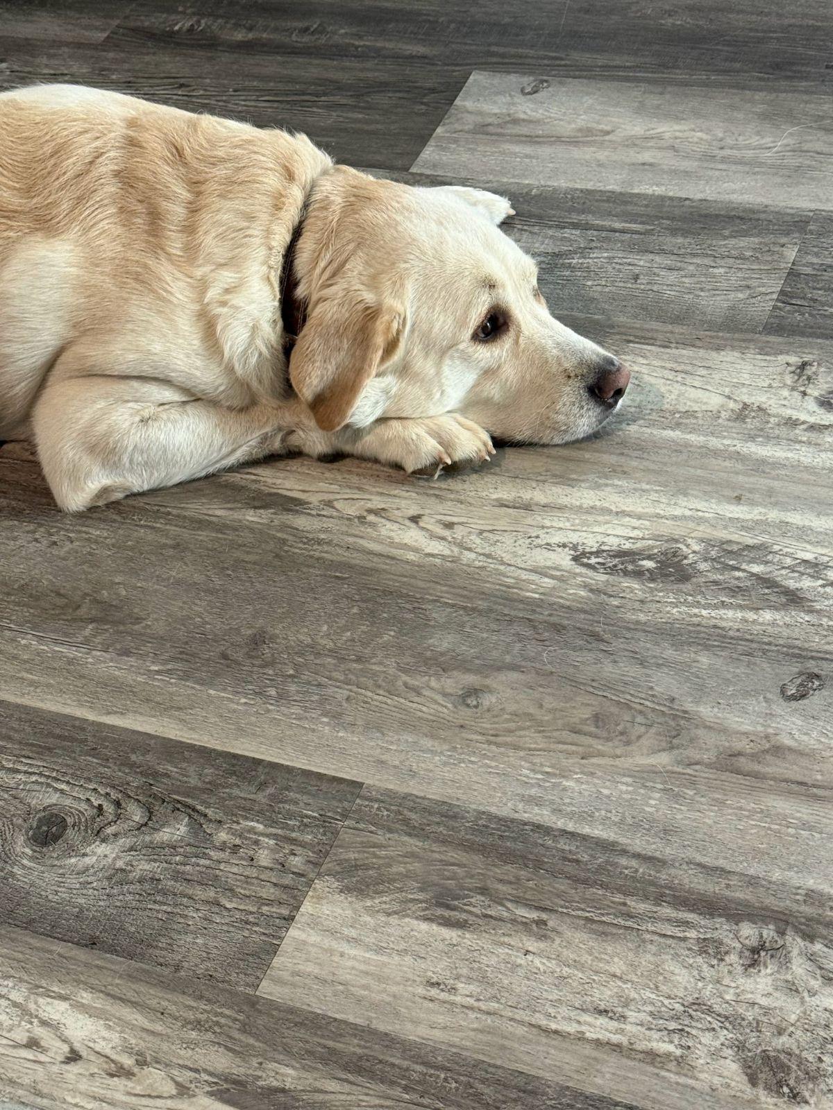 Enlarge Joy (Riley at adoption), a Adopted Great Pyrenees in Houston, TX image 3/3