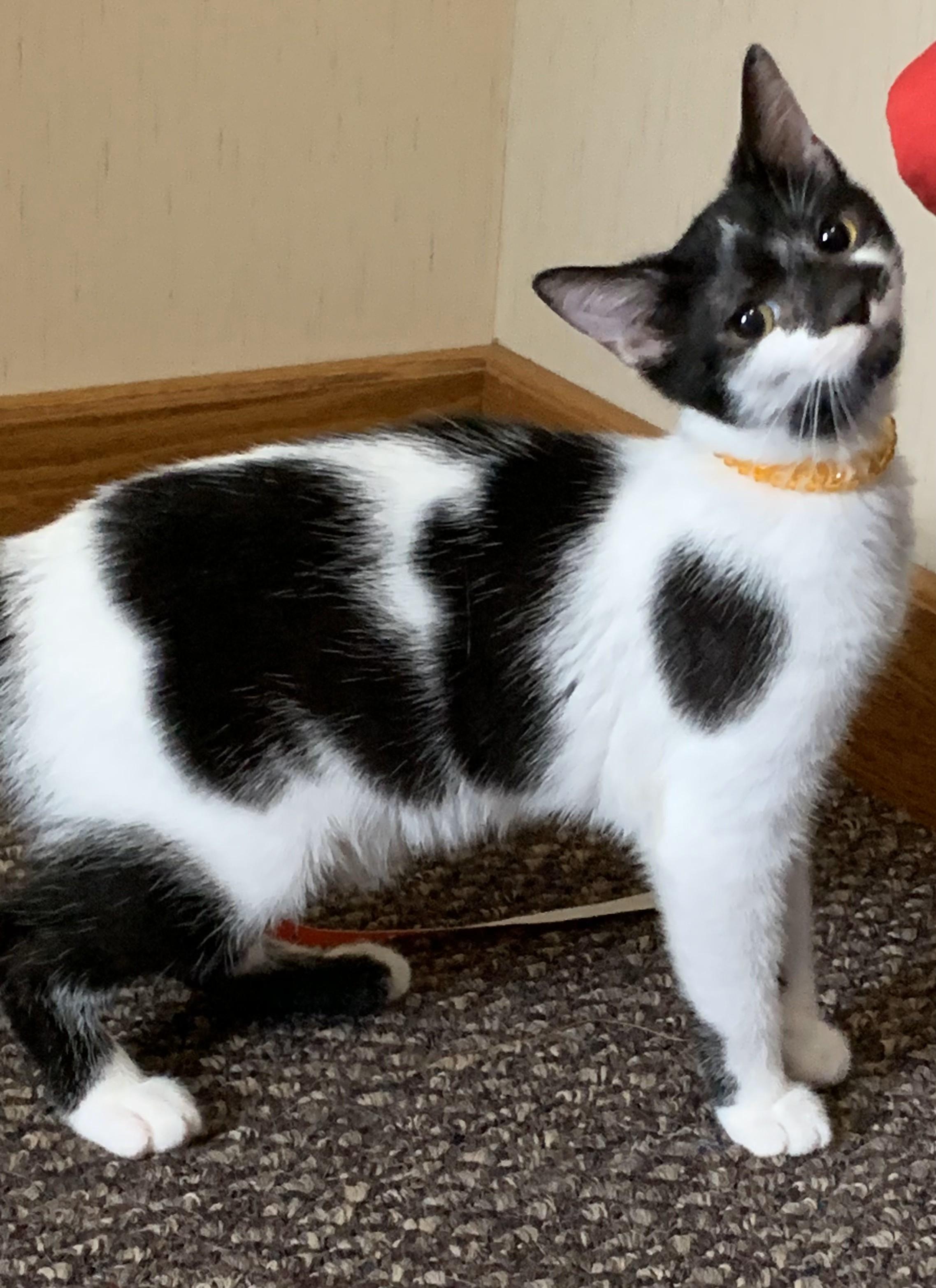 Patches, a Adoptable Tuxedo in Richmond Dale, OH image 2/3