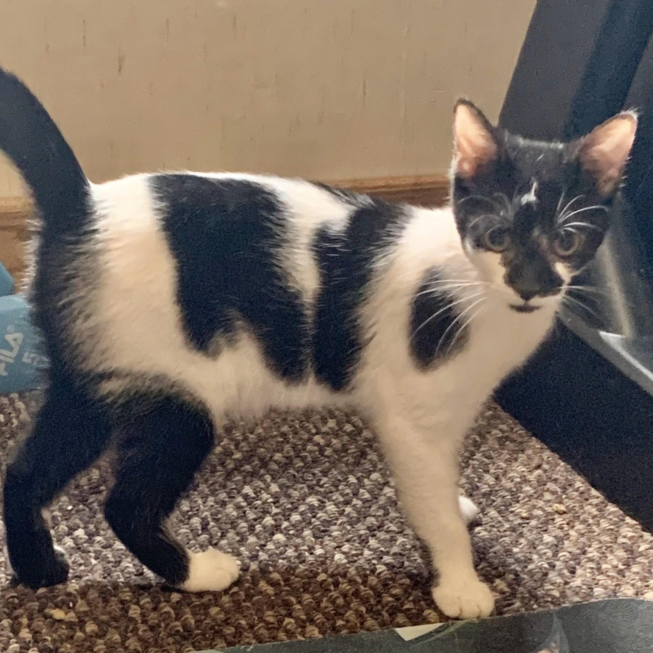 Patches, Adoptable, Young Male Tuxedo.