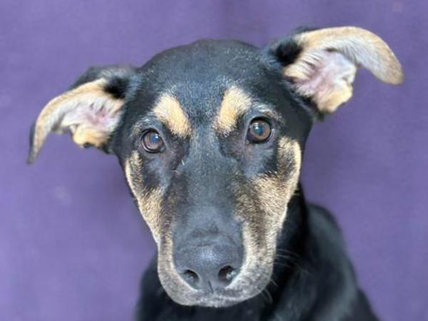 Ramona, Adoptable, Puppy Female Doberman Pinscher.