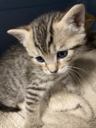 Laila — thumbnail 2