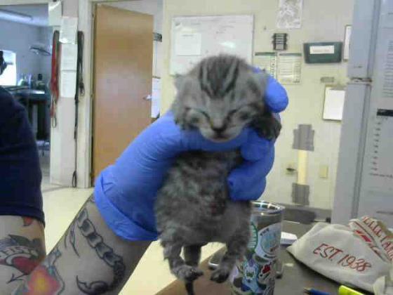 Laila — thumbnail 3