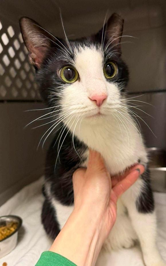 Enlarge Pawbert, an adopted mixed breed in Chambersburg, PA image 1/1