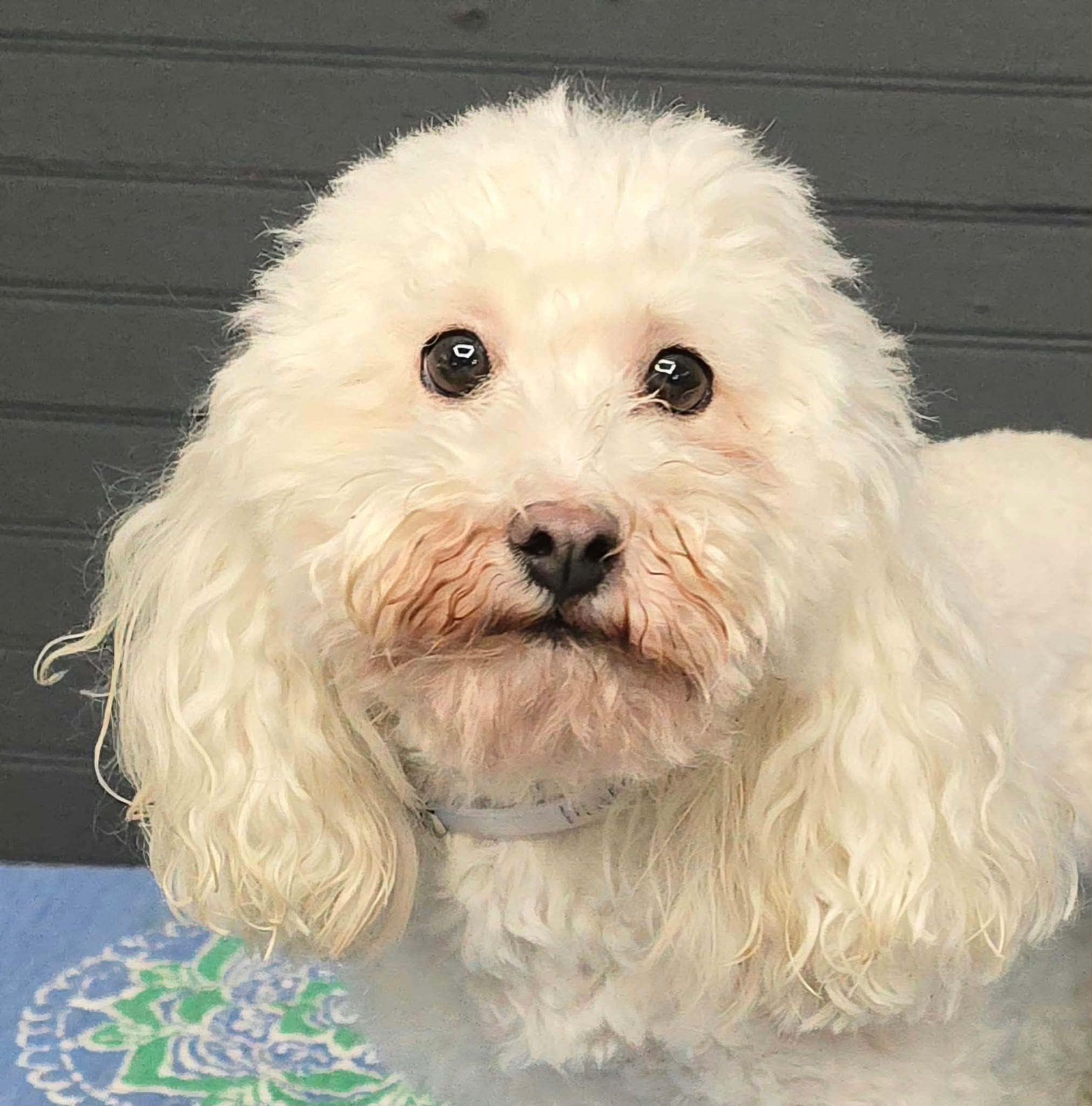 Enlarge Mario, a Adoptable mixed breed in New York, NY image 3/3