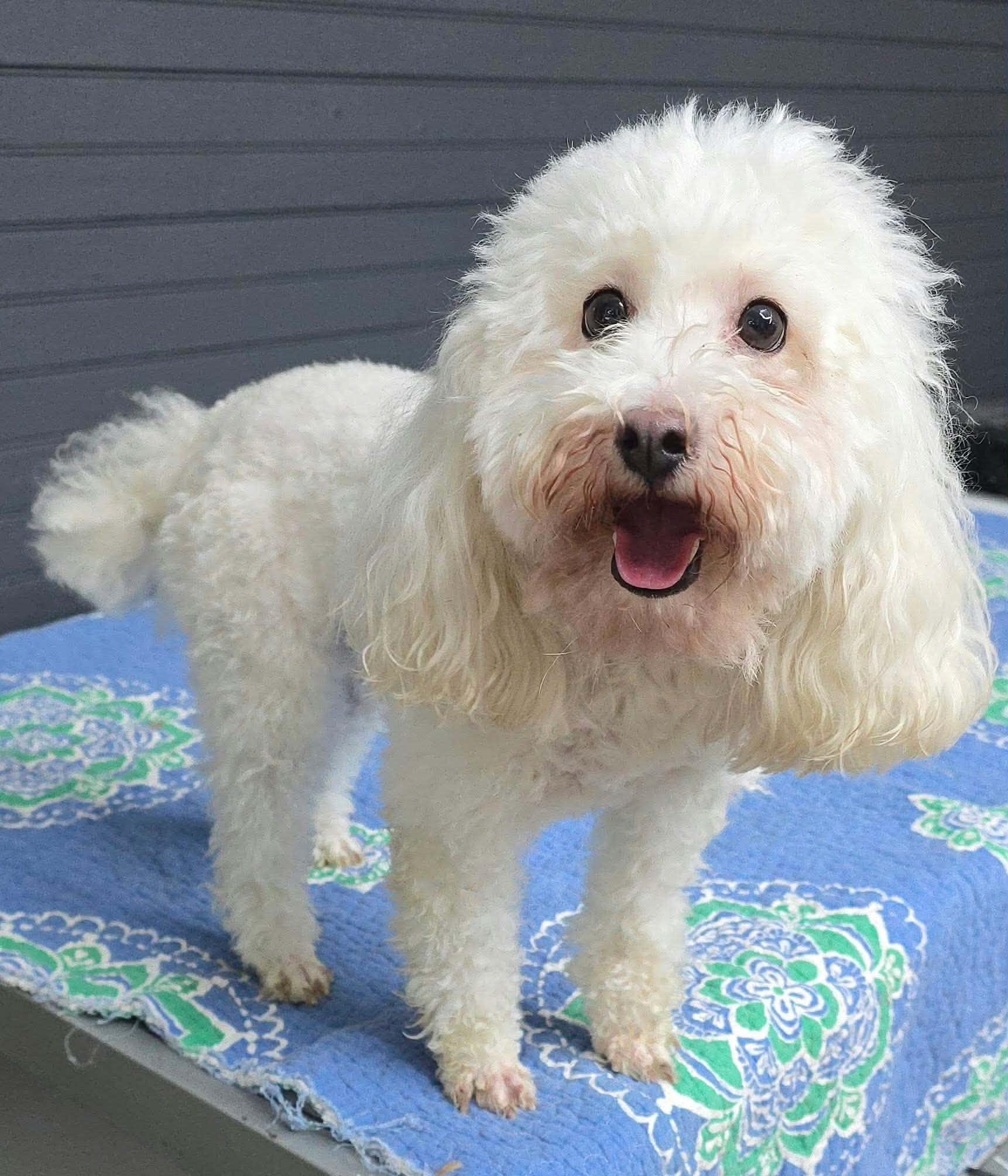 Enlarge Mario, a Adoptable mixed breed in New York, NY image 2/3