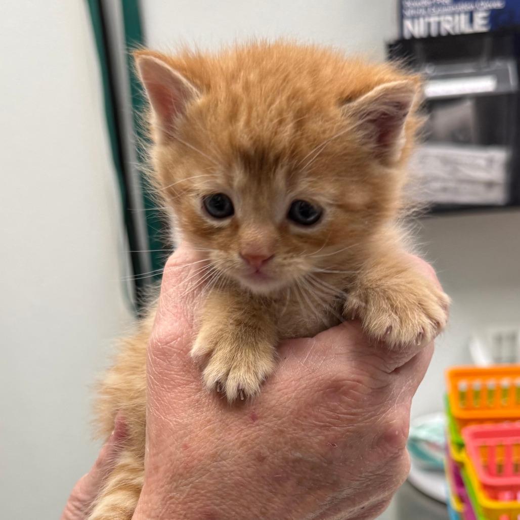 Enlarge Sweet Potato, a Adoptable Domestic Short Hair in Blairsville, GA image 1/1