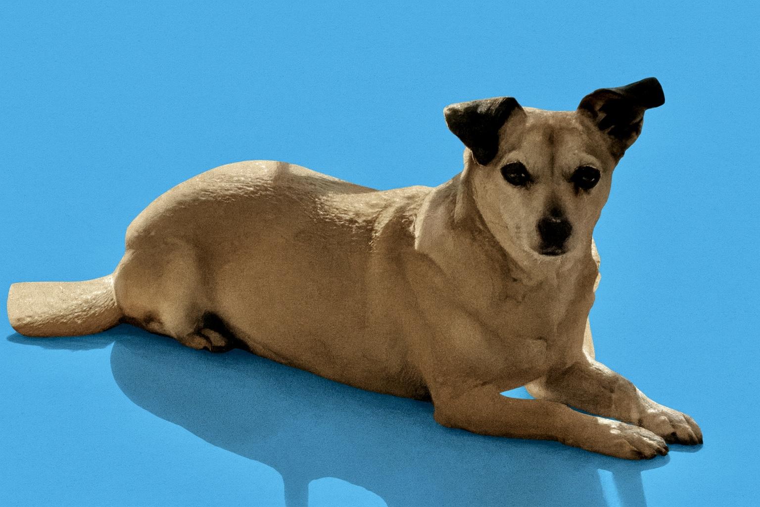 Tyson, ADOPTABLE, Adult Male Terrier.