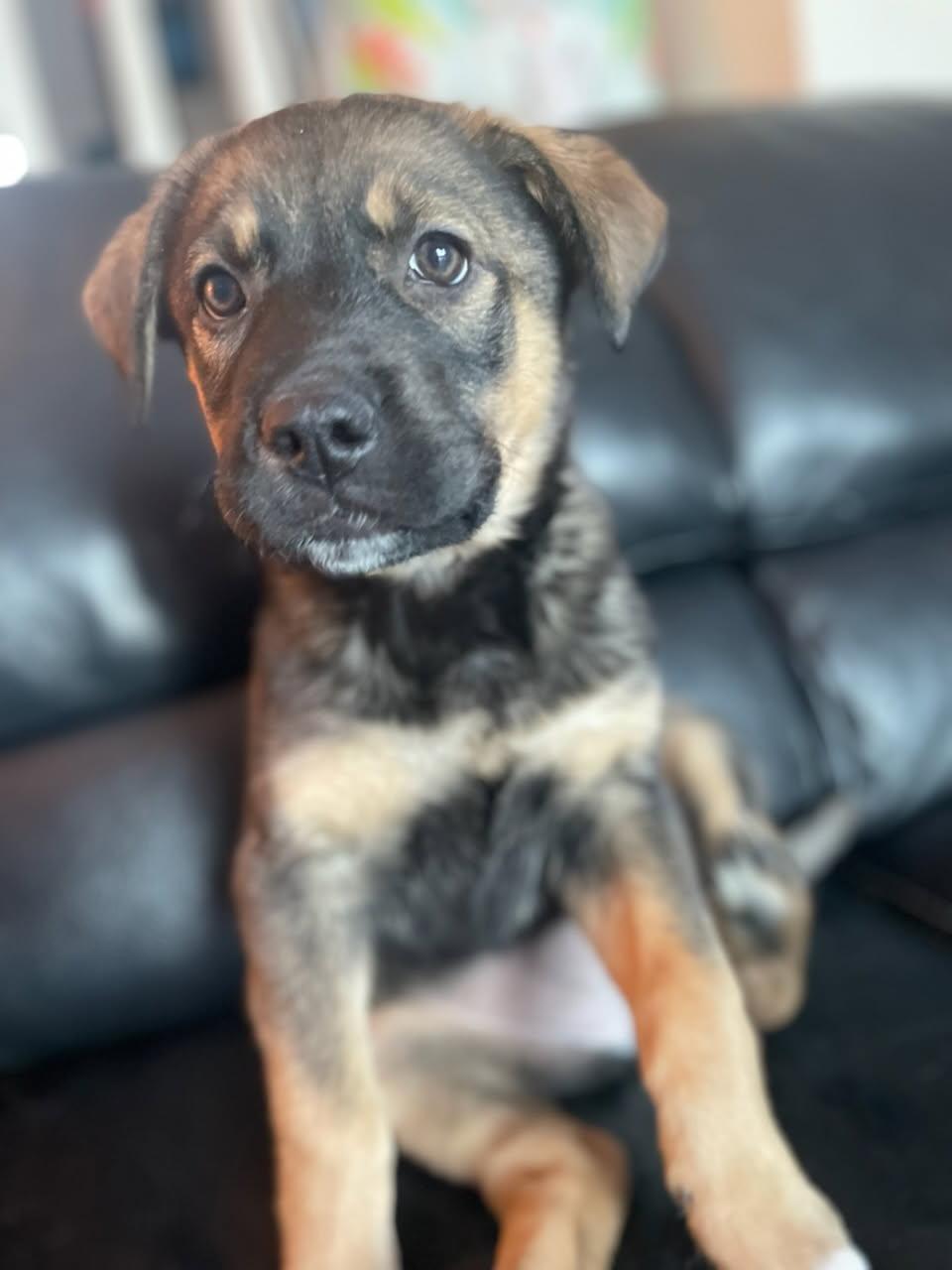 Enlarge Rizzo, a ADOPTABLE mixed breed in Edmonton, AB image 2/3