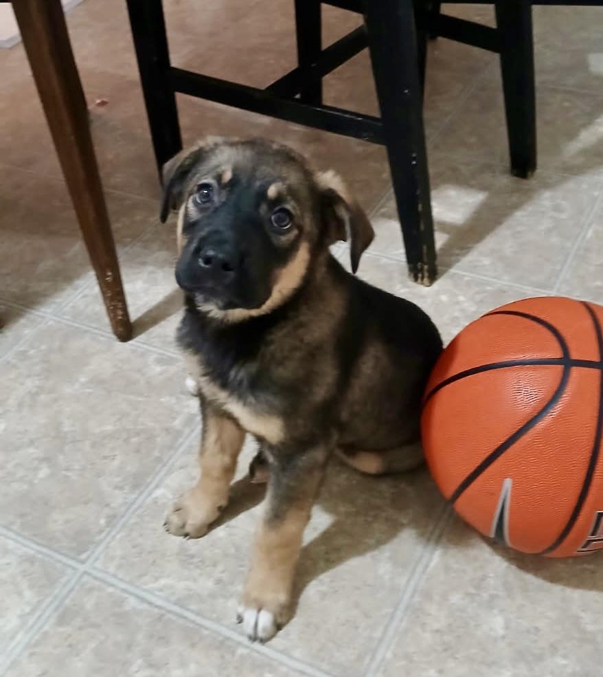 Enlarge Rizzo, a ADOPTABLE mixed breed in Edmonton, AB image 3/3