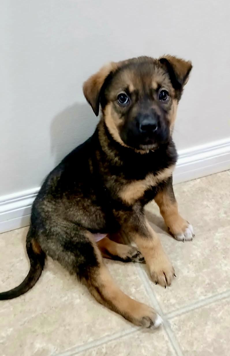 Enlarge Rizzo, a ADOPTABLE mixed breed in Edmonton, AB image 1/3