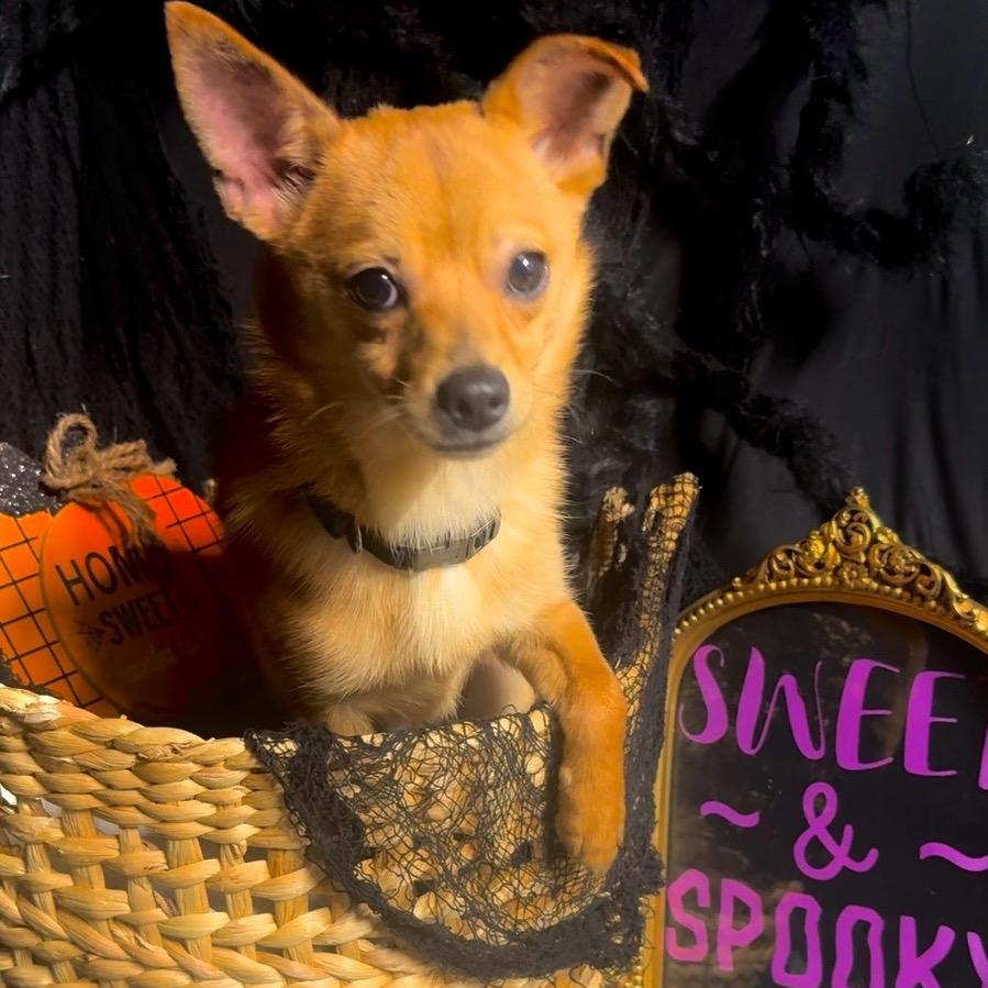 Brooks, a Adoptable mixed breed in Baton Rouge, LA image 2/2