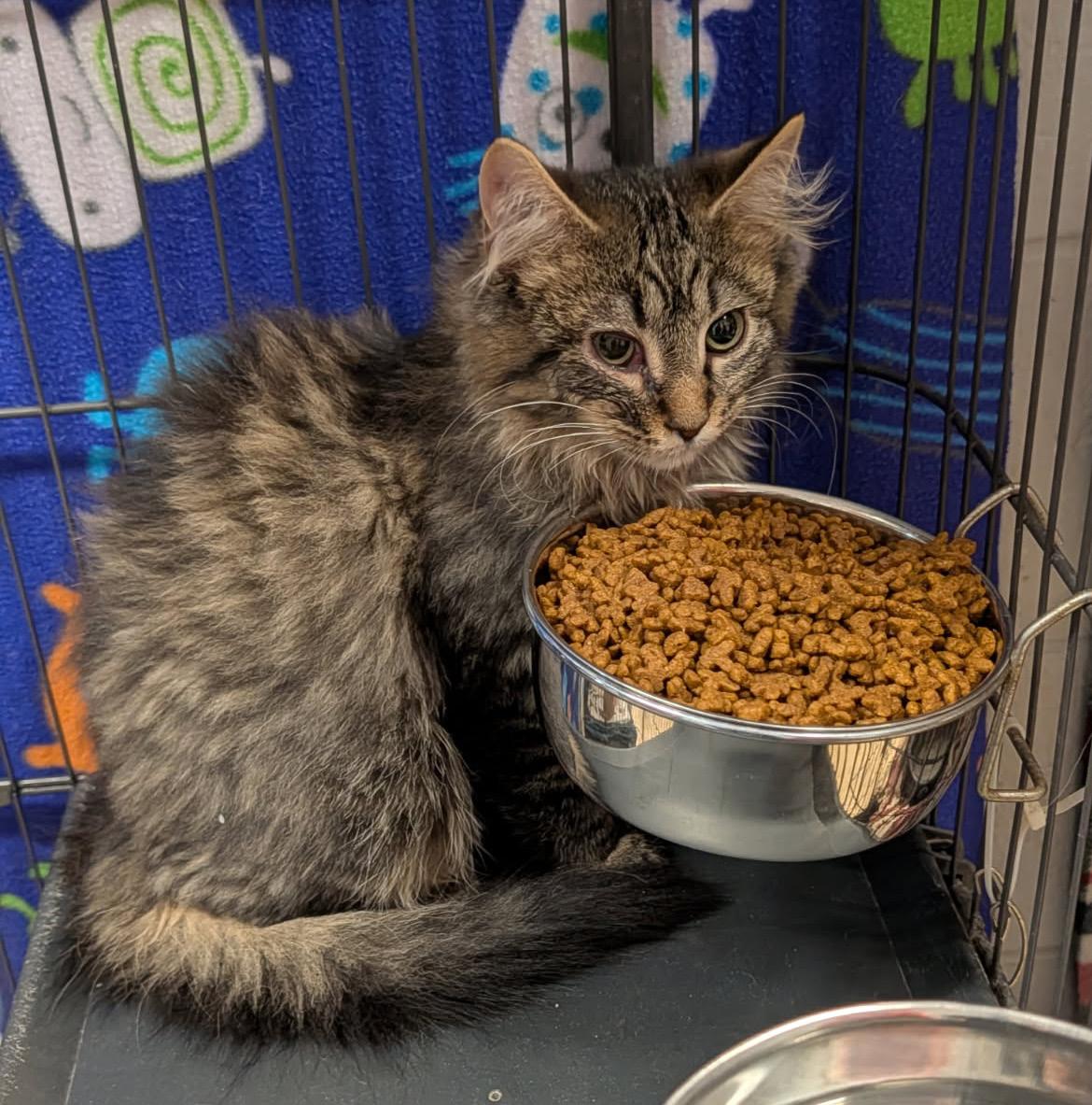 Star Crunch (Neutered) (Photos 3/9/2026), adopted, Kitten Male Tabby & Domestic Long Hair.