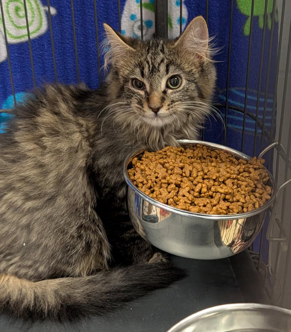 Enlarge Star Crunch (Neutered) (Photos 3/9/2026), an adopted mixed breed in Marietta, OH image 5/6