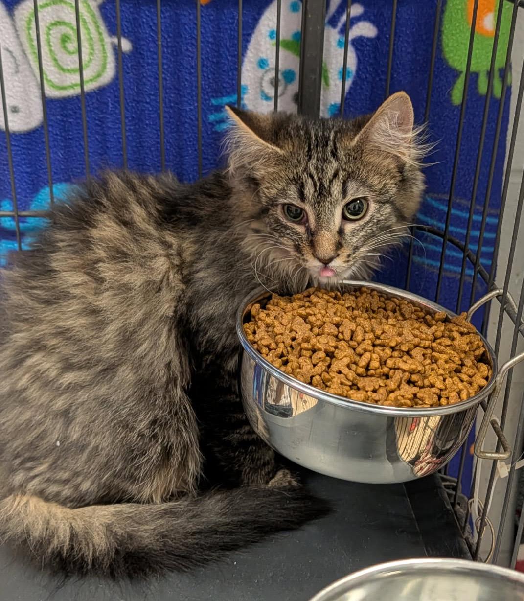 Enlarge Star Crunch (Neutered) (Photos 3/9/2026), an adopted mixed breed in Marietta, OH image 3/6