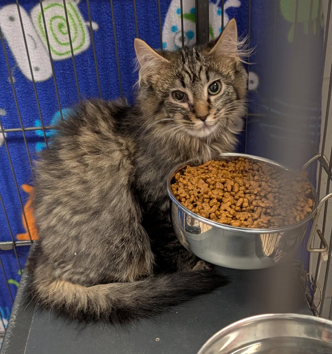 Enlarge Star Crunch (Neutered) (Photos 3/9/2026), an adopted mixed breed in Marietta, OH image 2/6