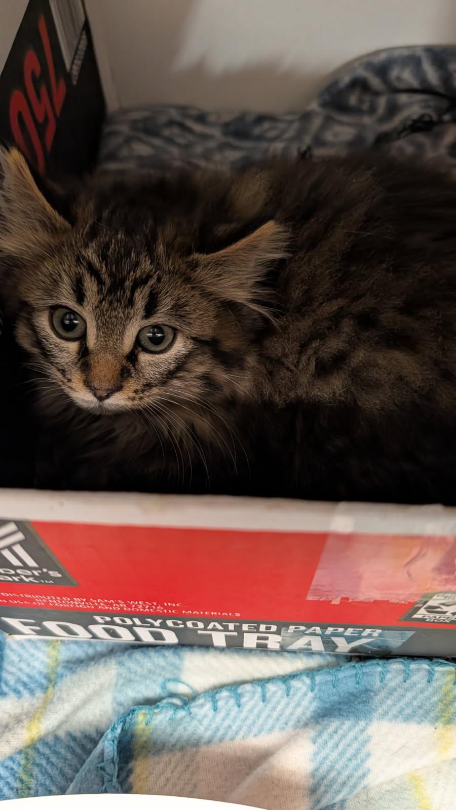 Enlarge Star Crunch (Neutered) (Photos 3/9/2026), an adopted mixed breed in Marietta, OH image 6/6