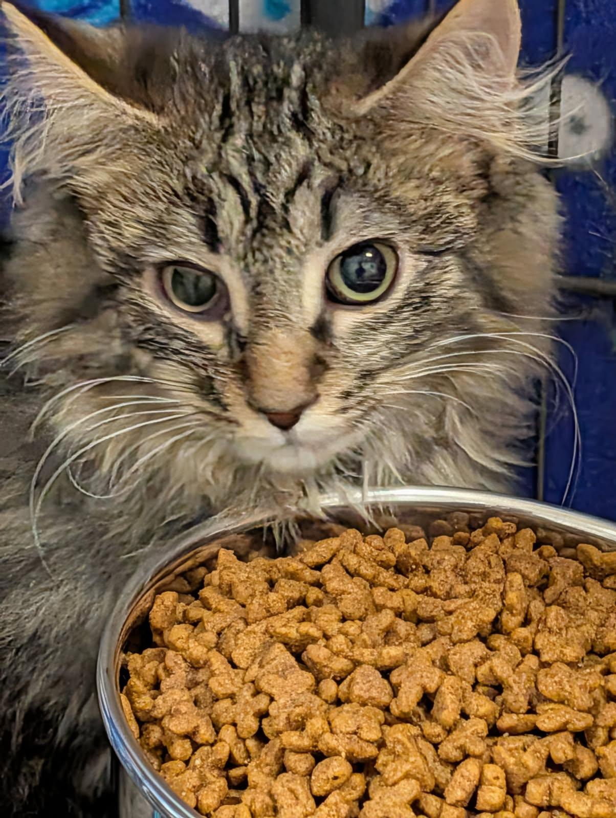 Enlarge Star Crunch (Neutered) (Photos 3/9/2026), an adopted mixed breed in Marietta, OH image 4/6