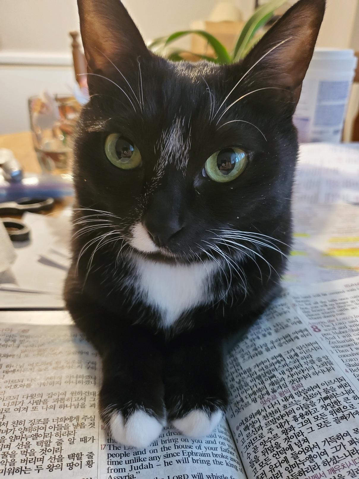 Enlarge Nala, a ADOPTABLE Domestic Short Hair in Stoney Creek, ON image 1/2