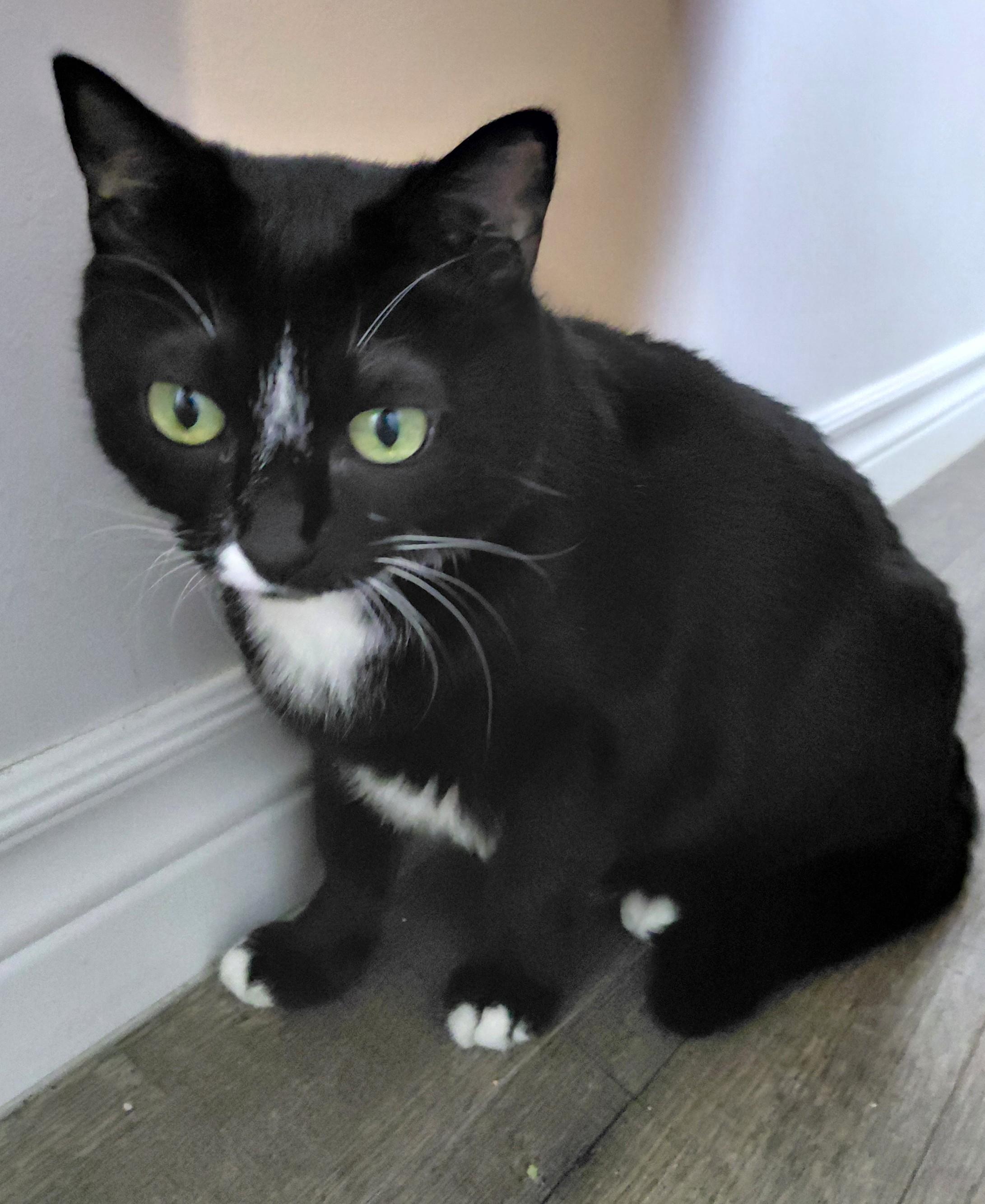Enlarge Nala, a ADOPTABLE Domestic Short Hair in Stoney Creek, ON image 2/2