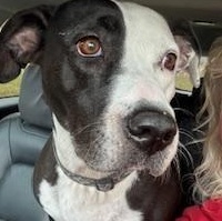 Remy, Adoptable, Young Female Pit Bull Terrier.
