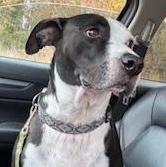 Remy, a Adoptable mixed breed in Little Rock, AR image 2/6