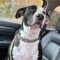 Remy, a Adoptable mixed breed in Little Rock, AR image 3/6