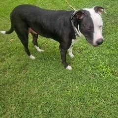 Remy, a Adoptable mixed breed in Little Rock, AR image 4/6