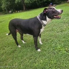 Remy, a Adoptable mixed breed in Little Rock, AR image 5/6