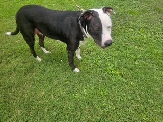 Remy photo 2