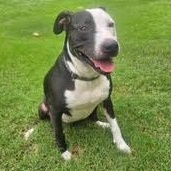 Remy, a Adoptable mixed breed in Little Rock, AR image 6/6