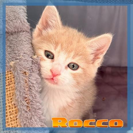 Rocco, adopted, Kitten Male Domestic Short Hair.