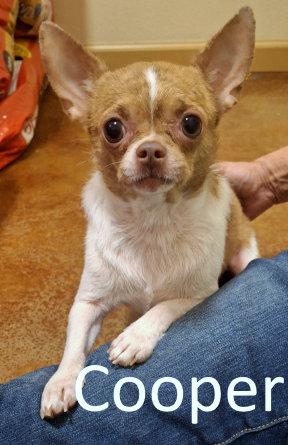 Cooper, Adopted, Adult Male Chihuahua.