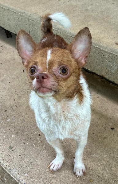 Enlarge Cooper, a Adopted Chihuahua in Mountain View, AR image 2/3