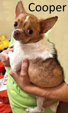 Enlarge Cooper, a Adopted Chihuahua in Mountain View, AR image 3/3