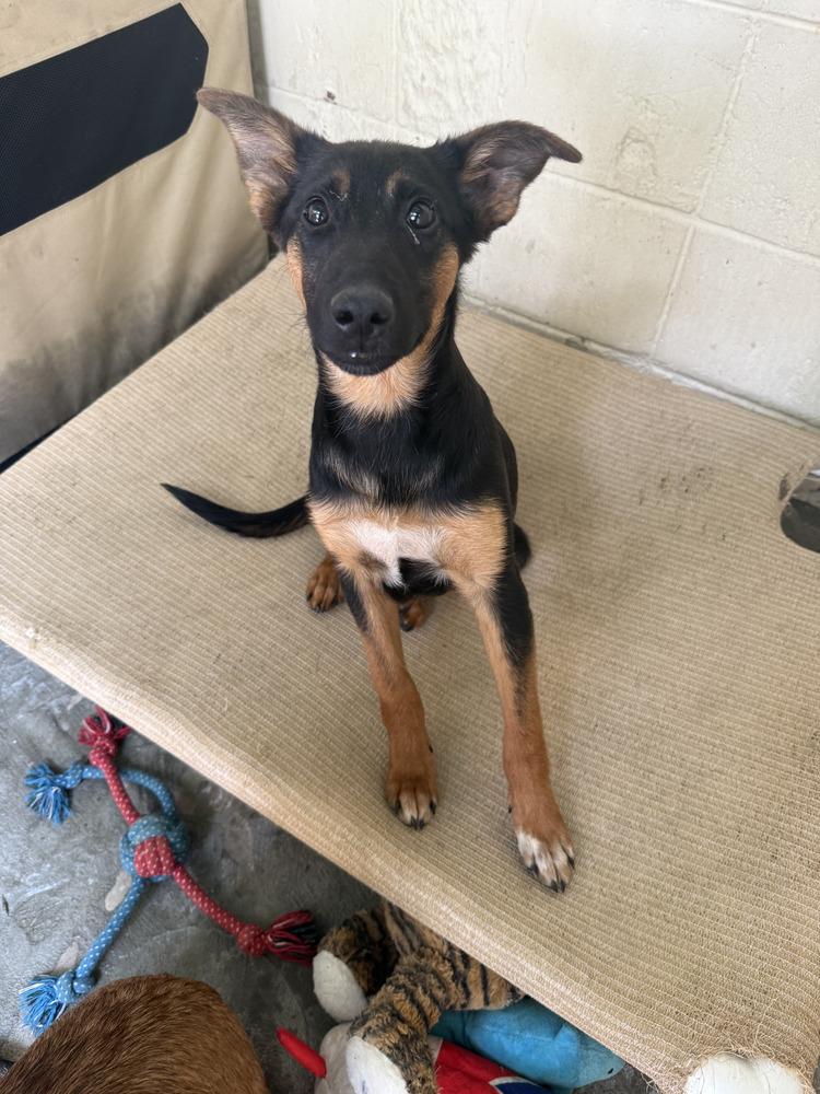 Ryker, Adoptable, Puppy Male Shepherd & Mixed Breed.