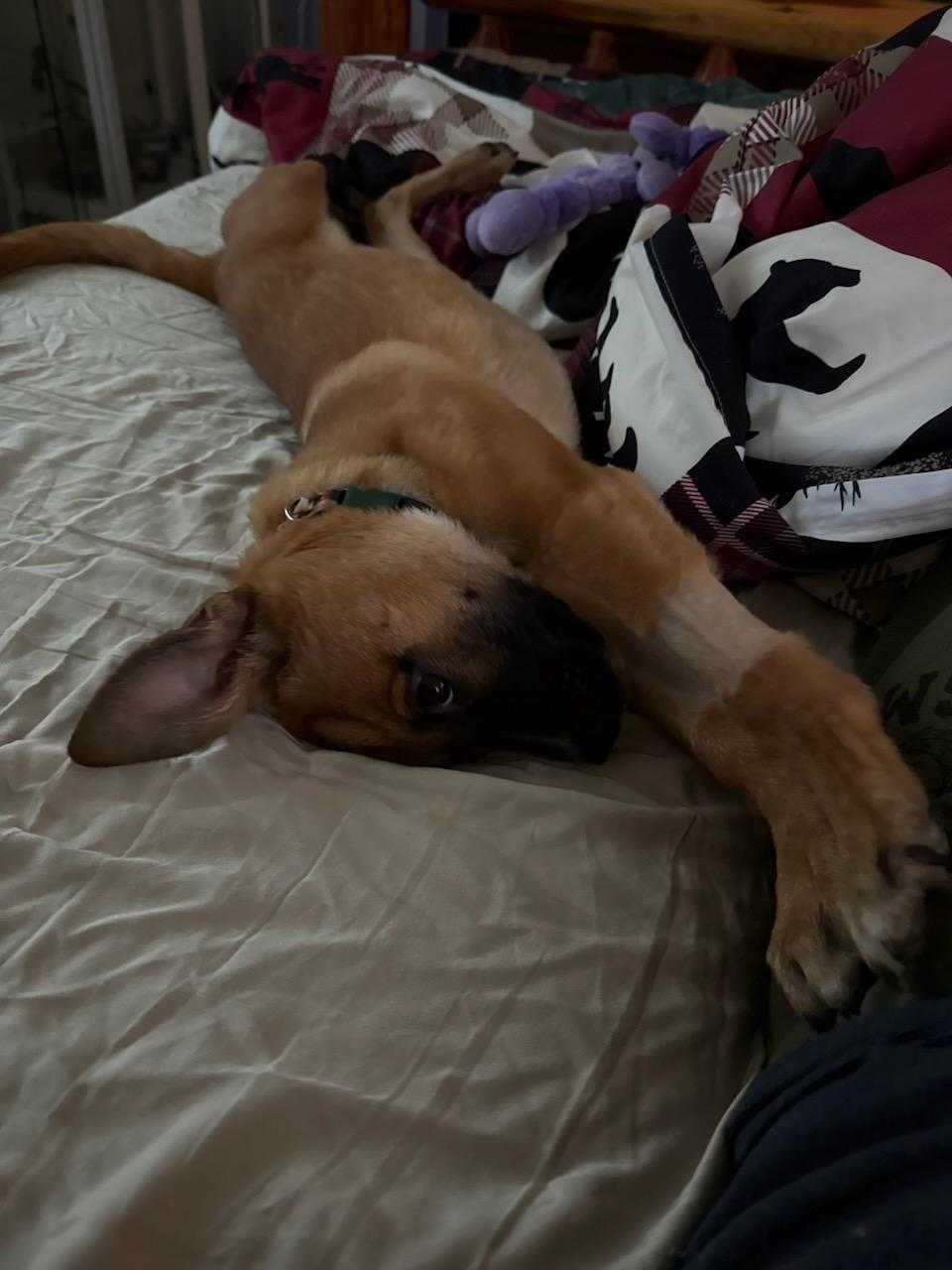 Aero, Adopted, Young Male Australian Cattle Dog / Blue Heeler & Terrier.